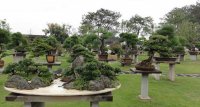 選擇植物株形大小要與室內裝飾空間相協調